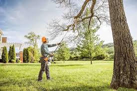 Trusted Bonneau Beach, SC Tree Care Experts