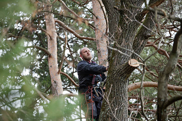 How Our Tree Care Process Works  in  Bonneau Beach, SC